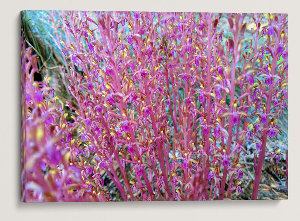 Pacific Corralroot, Carpenter Mountain, HJ Andrews Forest, Oregon