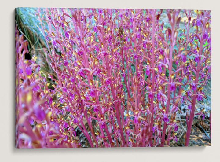 Pacific Corralroot, Carpenter Mountain, HJ Andrews Forest, Oregon