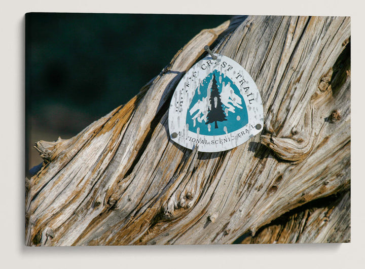 Pacific Crest Trail Marker On Whitebark Pine, Crater Lake National Park, Oregon