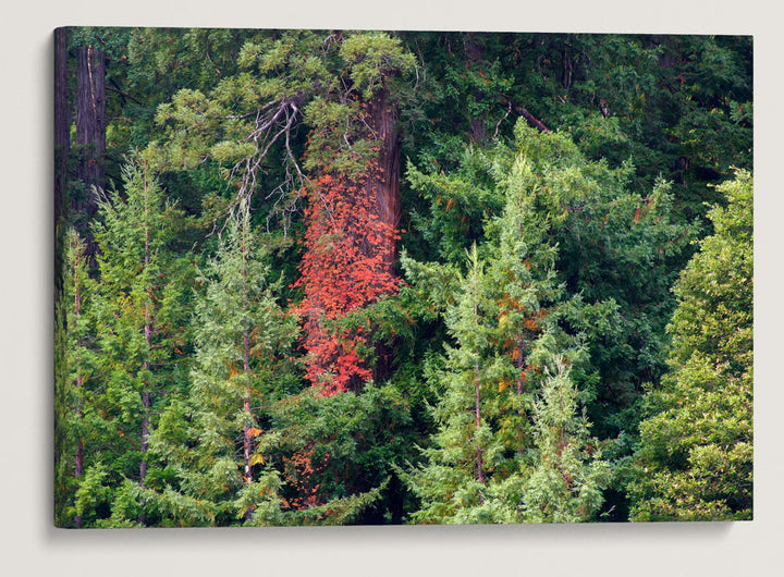 Poison Oak In Coastal Redwood Trees, Humboldt Redwoods State Park, California, USA
