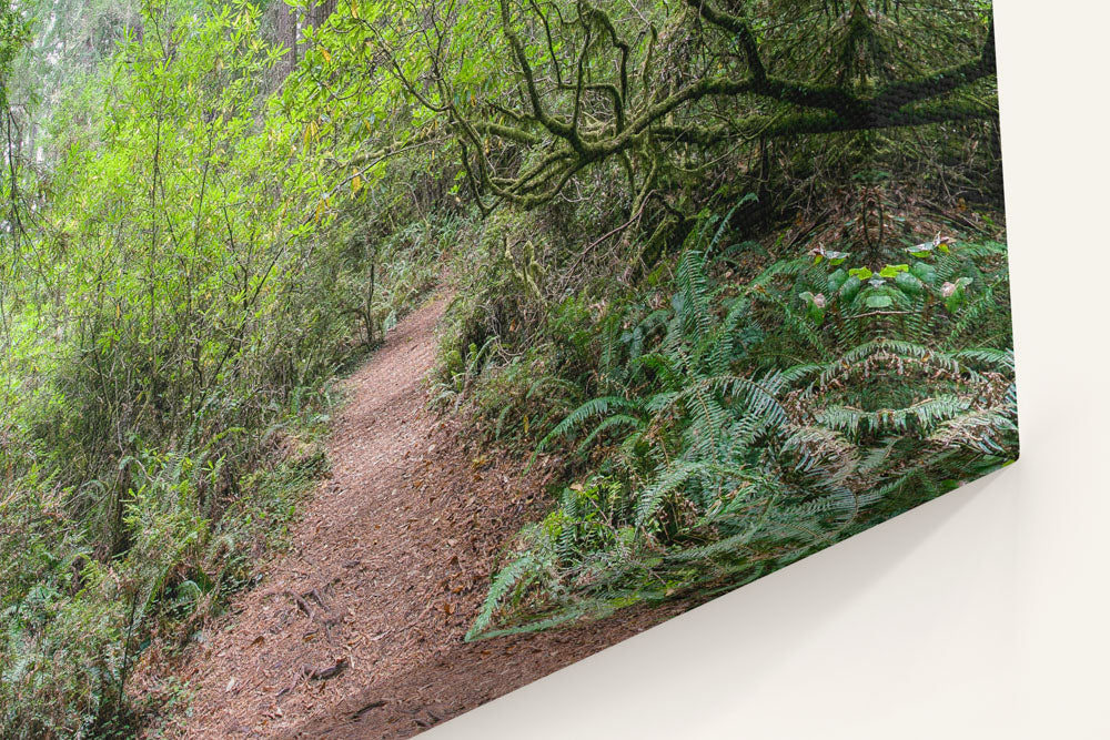 Pacific Rhododendron, Del Norte Coast Redwoods State Park, California