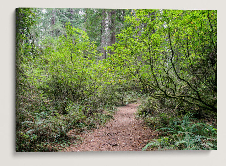 Pacific Rhododendron, Del Norte Coast Redwoods State Park, California