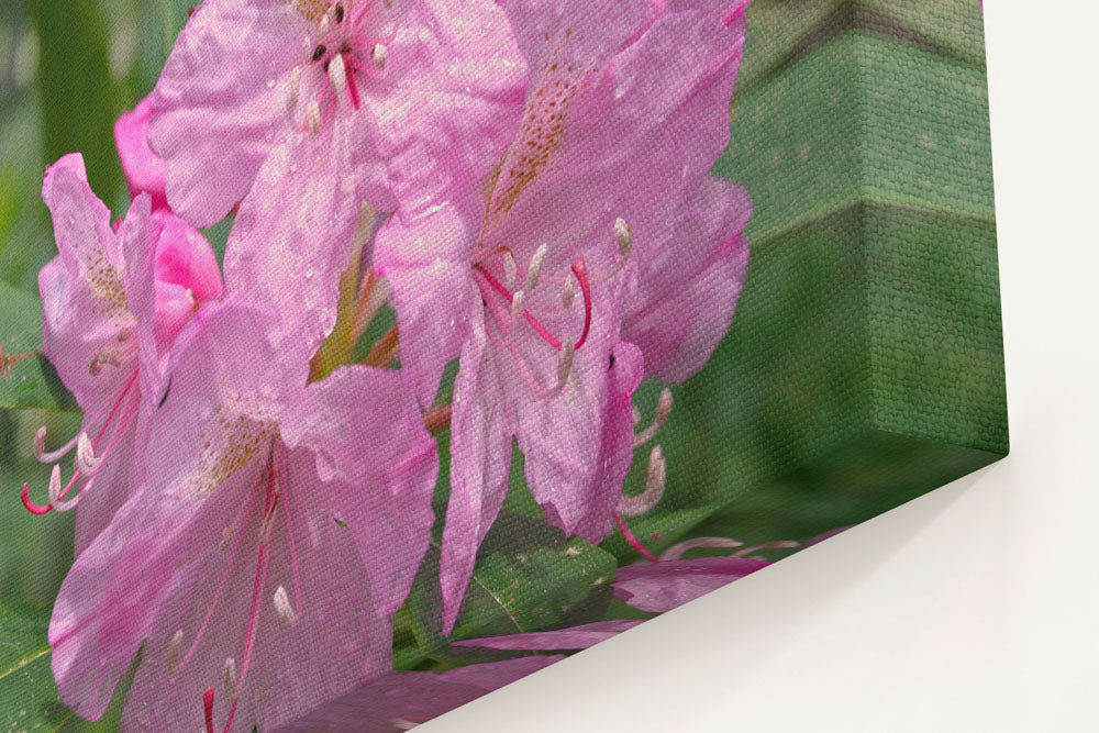 Pink-flowering Pacific Rhododendron, H.J. Andrews Experimental Forest, Oregon