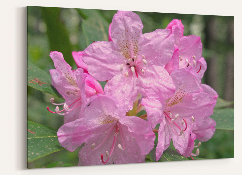 Pink-flowering Pacific Rhododendron, H.J. Andrews Experimental Forest, Oregon