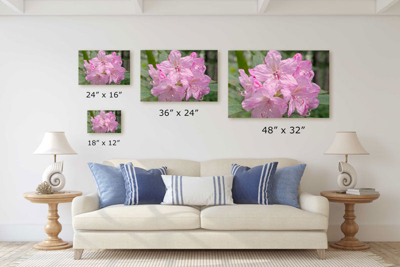 Pink-flowering Pacific Rhododendron, H.J. Andrews Experimental Forest, Oregon