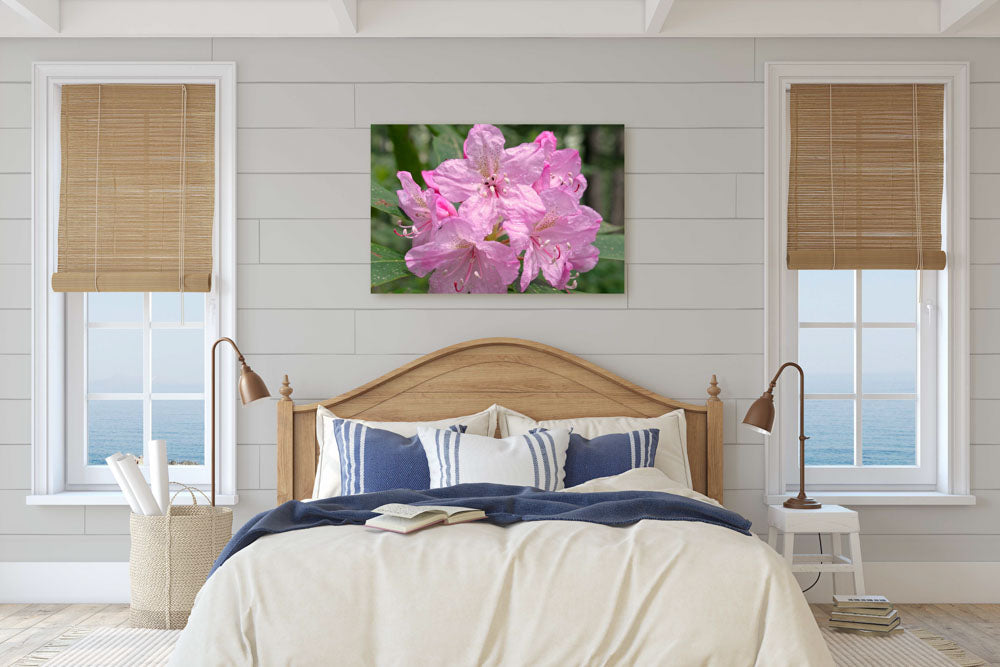 Pink-flowering Pacific Rhododendron, H.J. Andrews Experimental Forest, Oregon