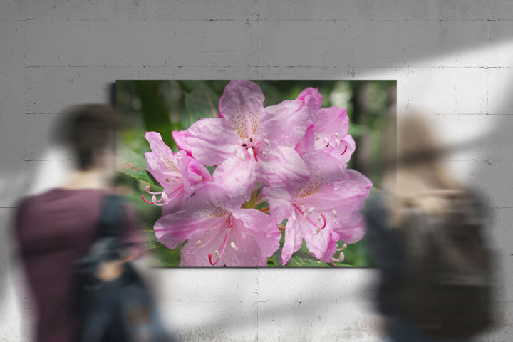 Pink-flowering Pacific Rhododendron, H.J. Andrews Experimental Forest, Oregon