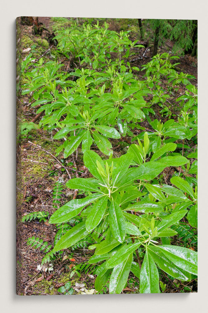 Pacific Rhododendron, Lookout Creek Old-Growth Trail, HJ Andrews Forest, Oregon