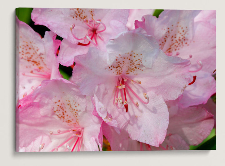 Pacific Rhododendron, Myrtle Creek Trail, California