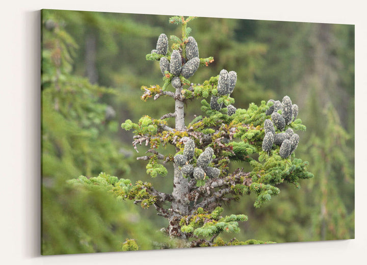 Pacific silver fir cones, Carpenter Mountain, Willamette National Forest, Oregon
