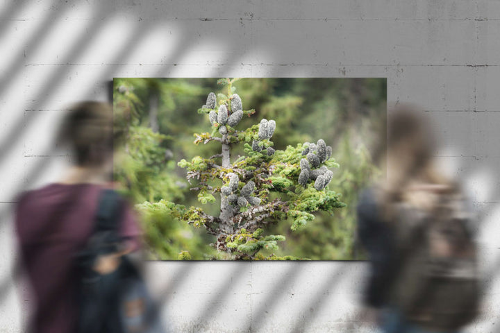 Pacific silver fir cones, Carpenter Mountain, Willamette National Forest, Oregon