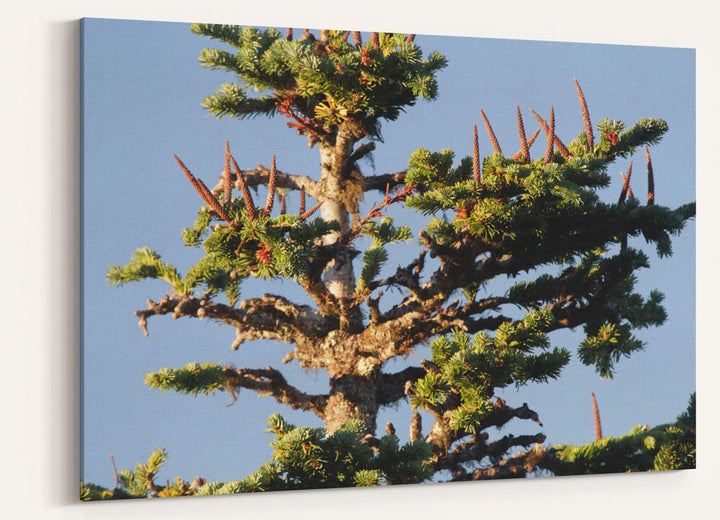 Pacific silver fir cone spikes, Carpenter Mountain, Oregon