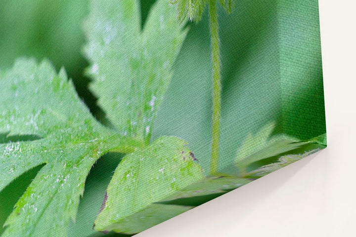 Pacific waterleaf, Dorris Ranch, Springfield, Oregon