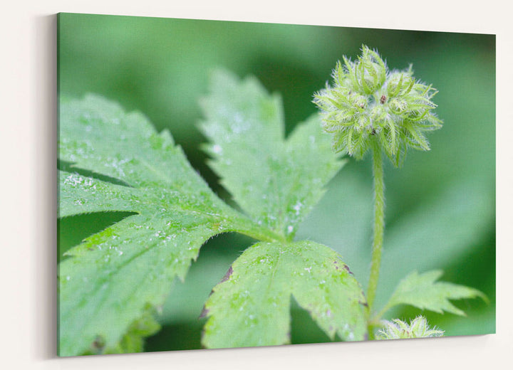 Pacific waterleaf, Dorris Ranch, Springfield, Oregon