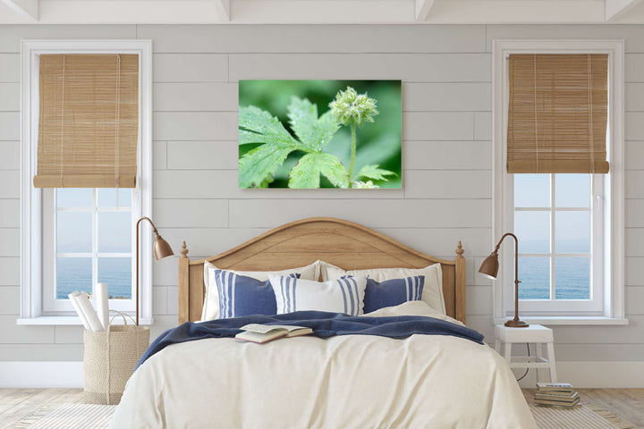 Pacific waterleaf, Dorris Ranch, Springfield, Oregon