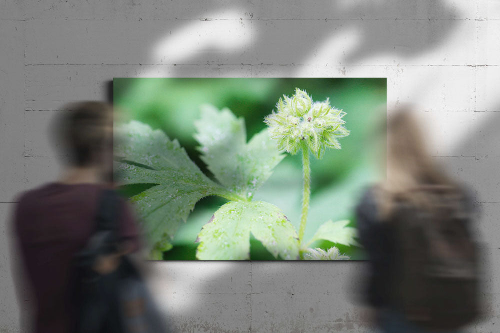 Pacific waterleaf, Dorris Ranch, Springfield, Oregon