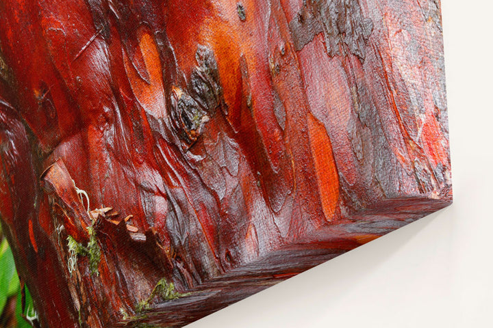 Pacific yew bark closeup, H.J. Andrews Forest, Oregon