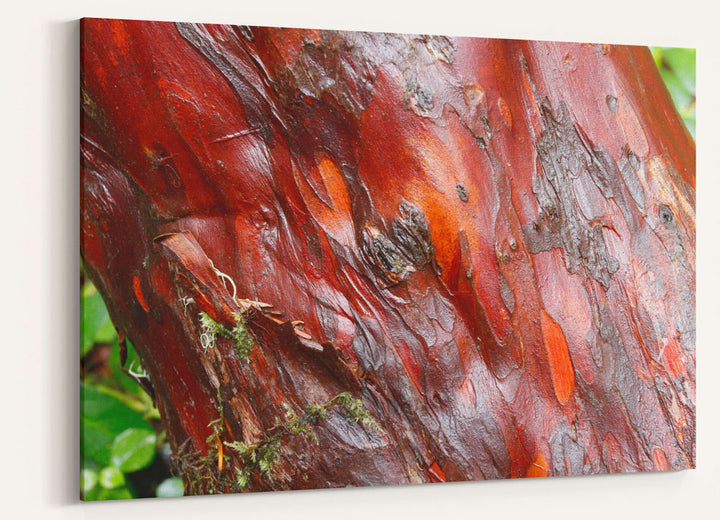 Pacific yew bark closeup, H.J. Andrews Forest, Oregon