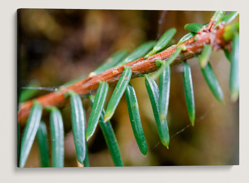 Pacific yew, Lookout Creek Old-Growth Trail, H.J. Andrews Forest, Oregon