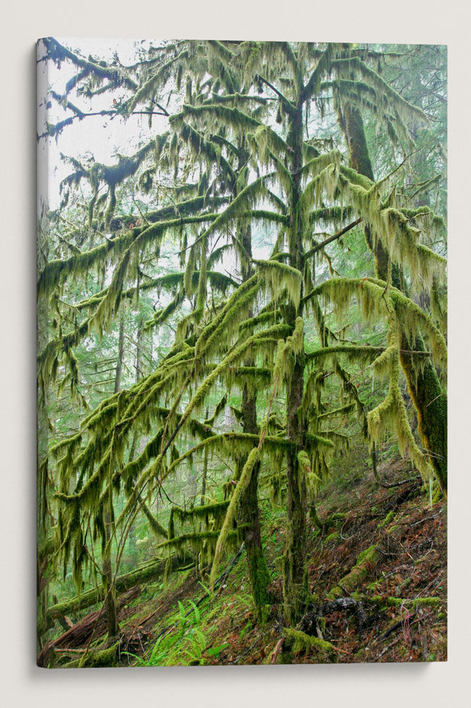 Lichen and Moss-Covered Pacific Yew, Lookout Creek Old-Growth Trail, Oregon