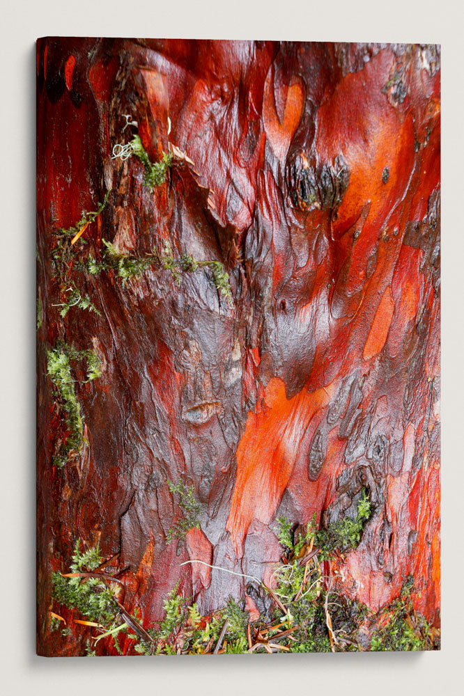 Pacific Yew, Lookout Creek Old-Growth Trail, HJ Andrews Forest, Oregon