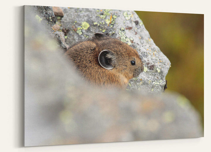 American Pika, Carpenter Mountain, H.J. Andrews Experimental Forest, Oregon