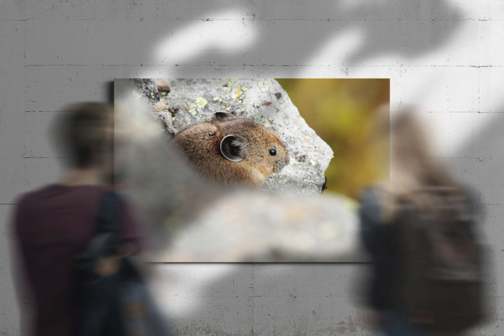 American Pika, Carpenter Mountain, H.J. Andrews Experimental Forest, Oregon