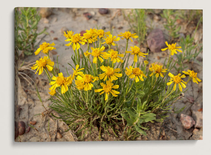 Pinque Rubberweed, American Prairie Reserve, Montana, USA
