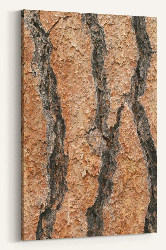 Ponderosa pine bark closeup, LaPine State Park, Oregon