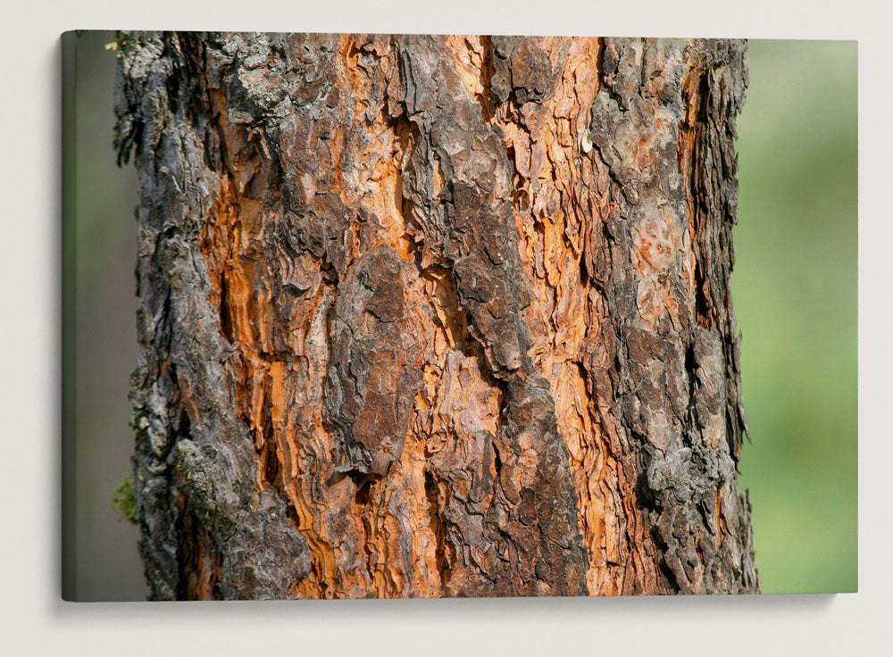 Ponderosa pine, Fort Spokane, Lake Roosevelt, Washington, USA