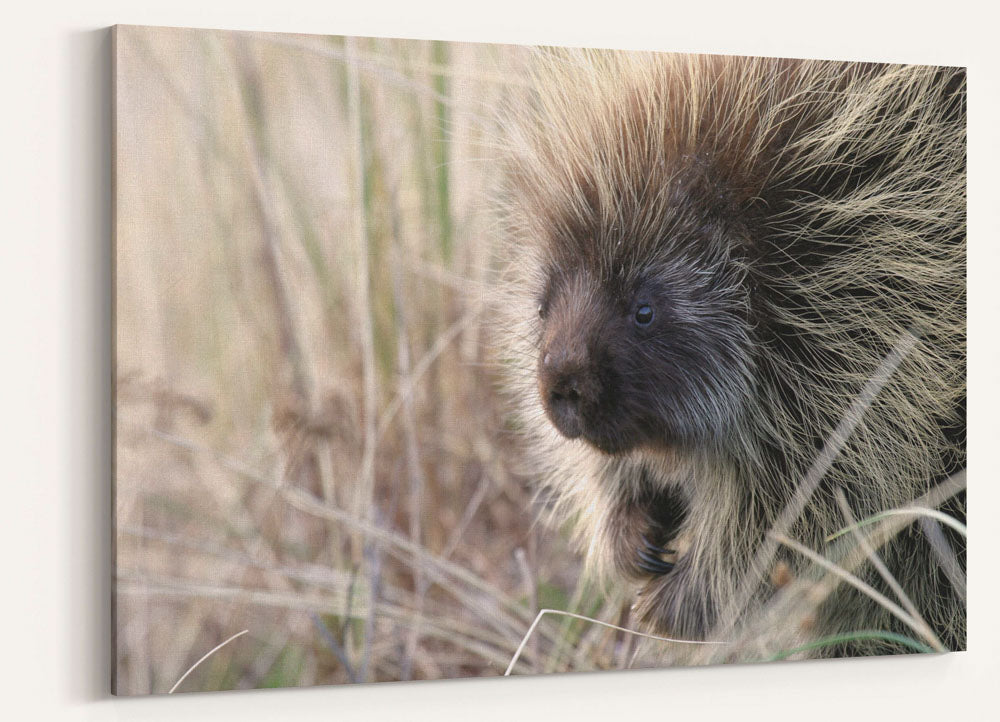 North American porcupine, Ziolkouski Beach park, Oregon