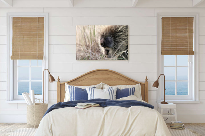 North American porcupine, Ziolkouski Beach park, Oregon