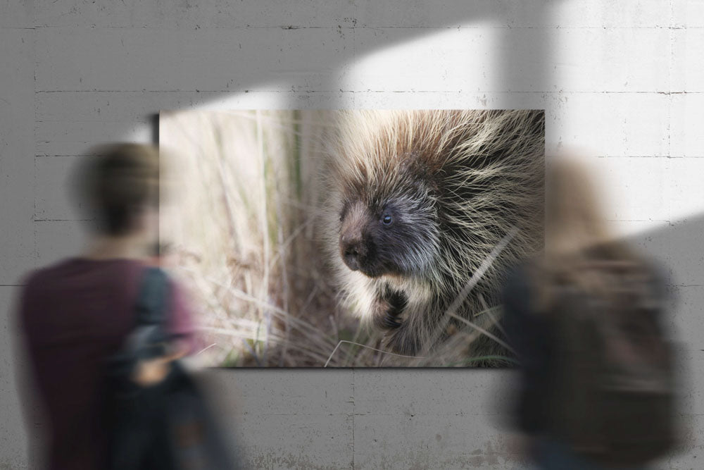 North American porcupine, Ziolkouski Beach park, Oregon