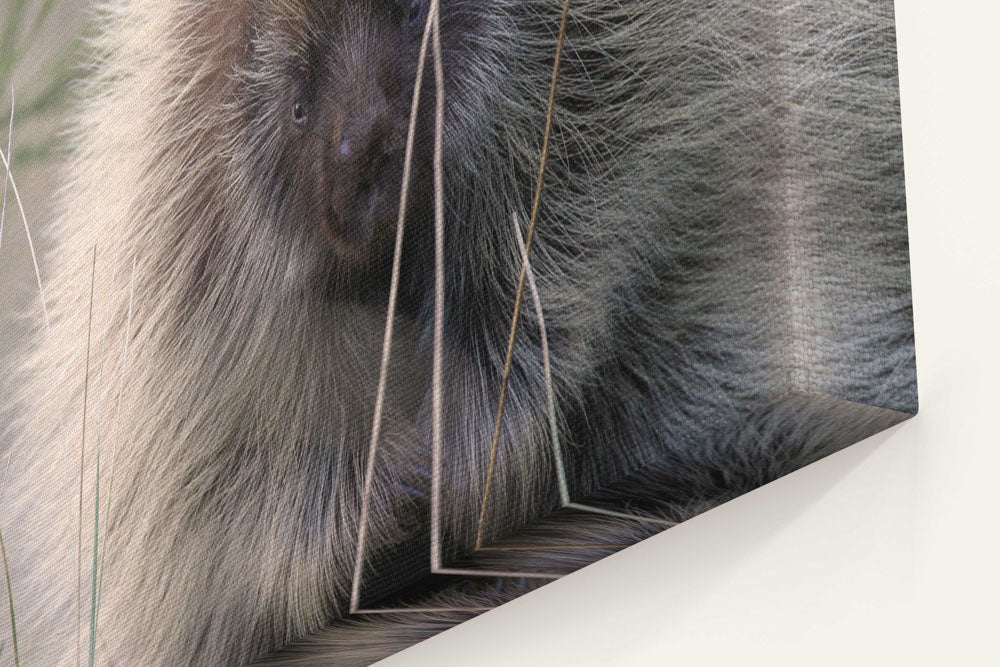 North American porcupine, Ziolkouski Beach park, Oregon