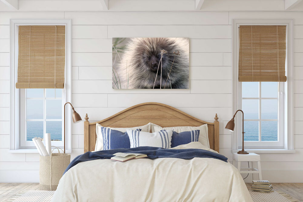 North American porcupine, Ziolkouski Beach park, Oregon