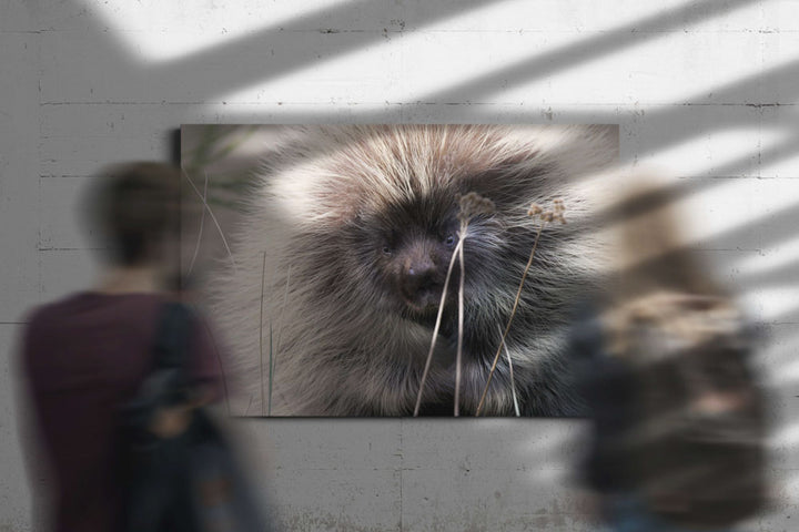 North American porcupine, Ziolkouski Beach park, Oregon