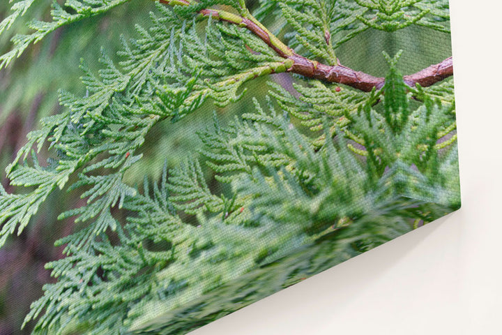 Port Orford Cedar branch, Myrtle Creek Botanical Trail, California