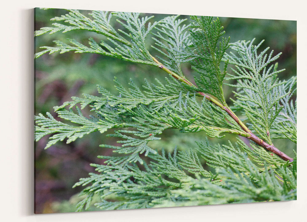 Port Orford Cedar branch, Myrtle Creek Botanical Trail, California