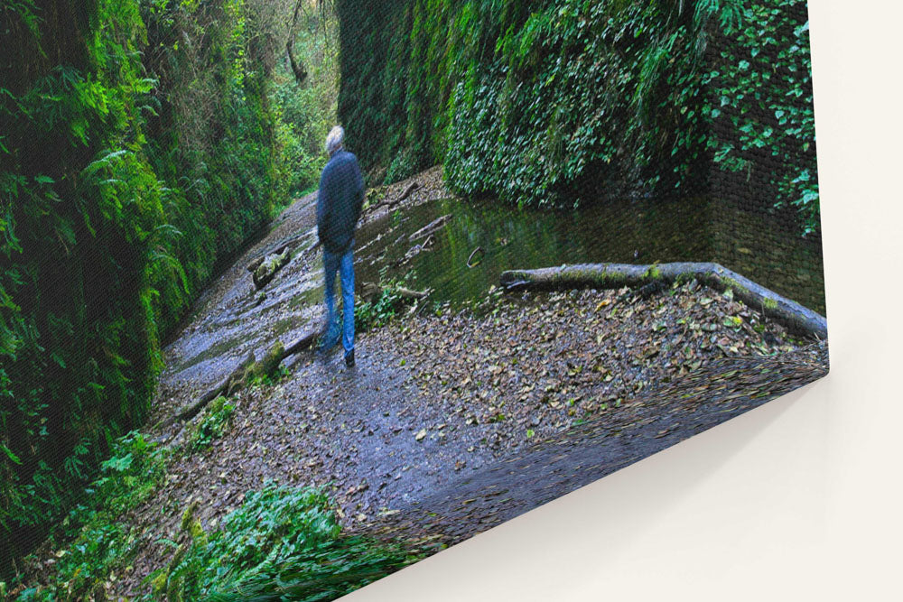 Fern Canyon, Prairie Creek Redwoods State Park, California