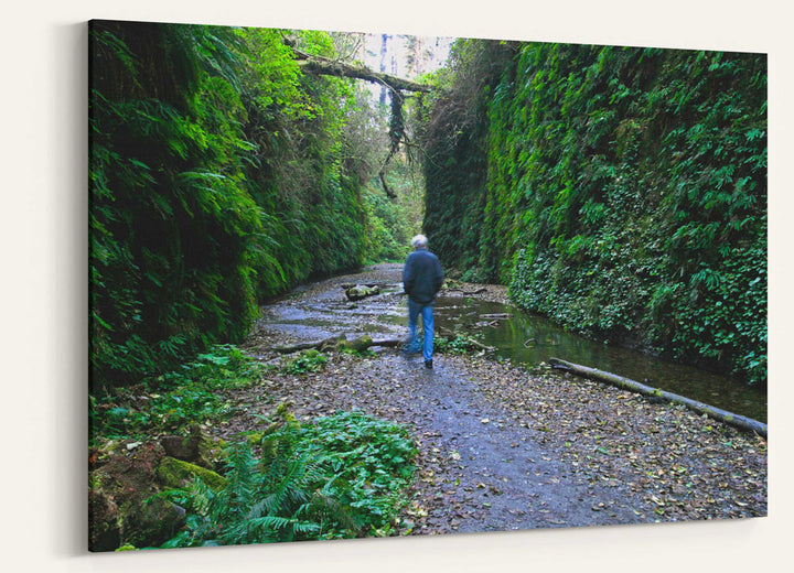 Fern Canyon, Prairie Creek Redwoods State Park, California