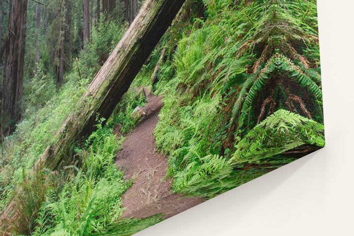 Fallen Coastal redwood across trail, Prairie Creek Redwoods State Park, California