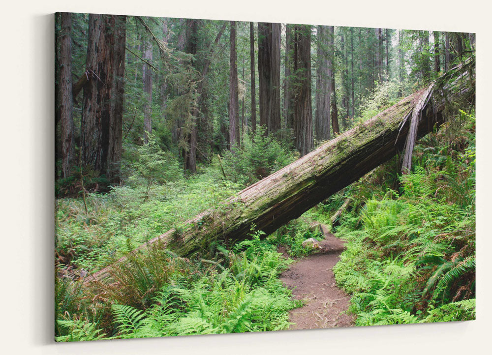 Fallen Coastal redwood across trail, Prairie Creek Redwoods State Park, California