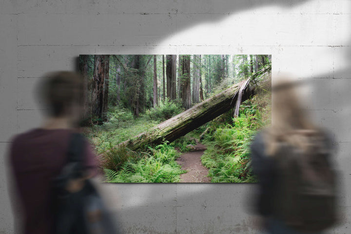 Fallen Coastal redwood across trail, Prairie Creek Redwoods State Park, California