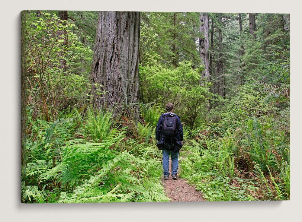 South Fork Trail, Prairie Creek Redwoods State Park, California, USA