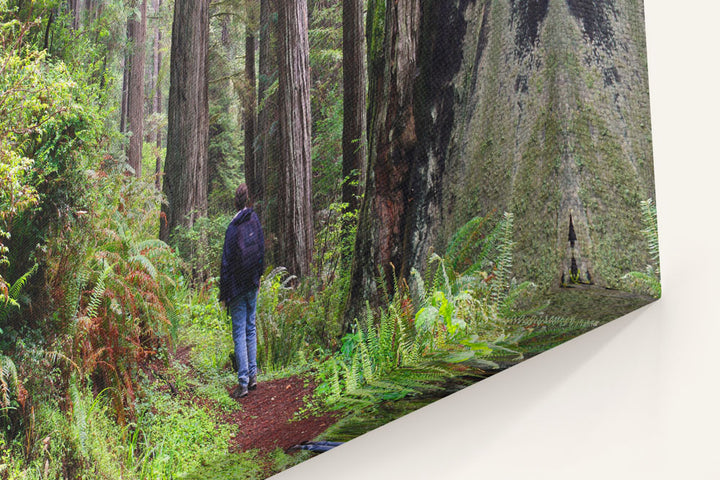 Moorman Pond Trail, Prairie Creek Redwoods State Park, California