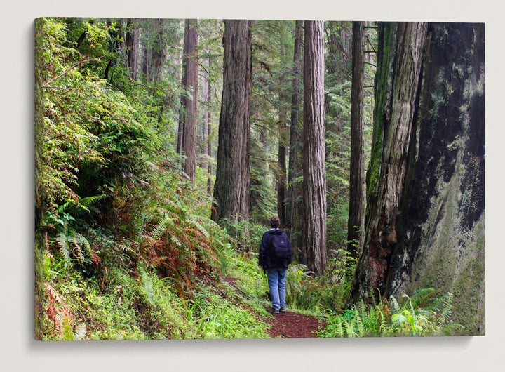 Moorman Pond Trail, Prairie Creek Redwoods State Park, California