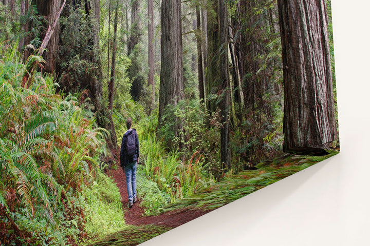 Hiker in Coastal Redwood forest, Prairie Creek Redwoods, California