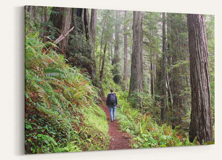 Hiker in Coastal Redwood forest, Prairie Creek Redwoods, California
