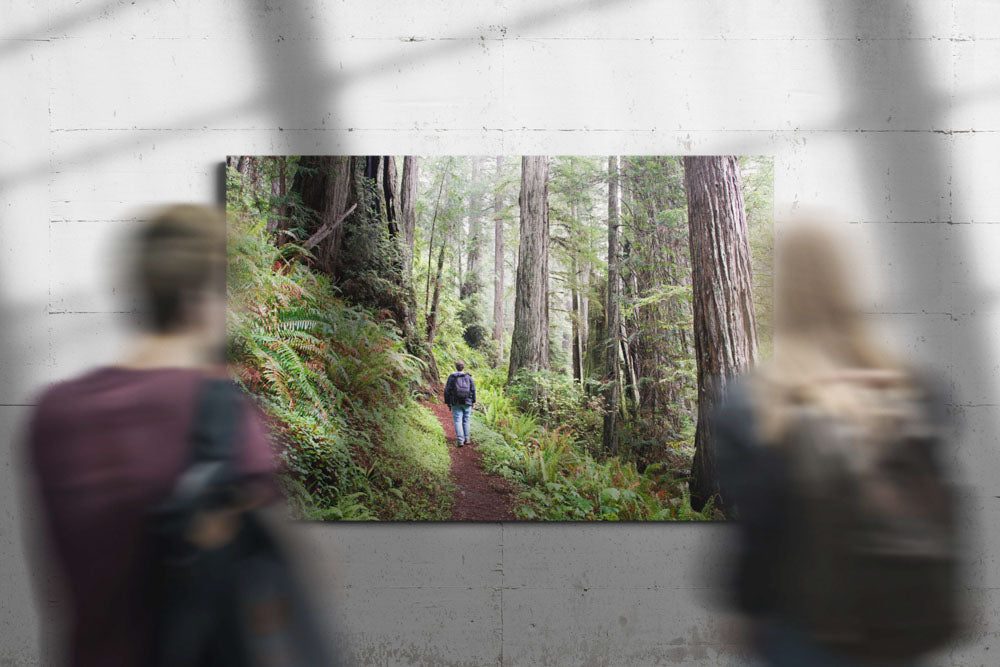 Hiker in Coastal Redwood forest, Prairie Creek Redwoods, California