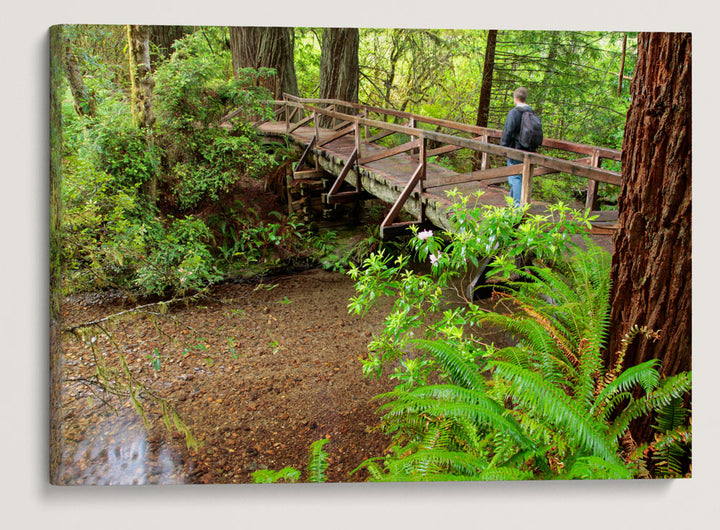 Prairie Creek, Prairie Creek Trail, Prairie Creek Redwoods State Park, California, USA